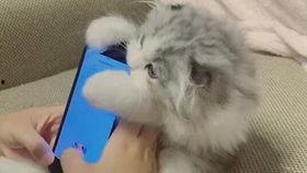 鸭王电影手机在线观看,手机在线观看，畅享视听盛宴  第1张